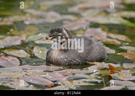 Tuffetto chick nuoto Foto Stock