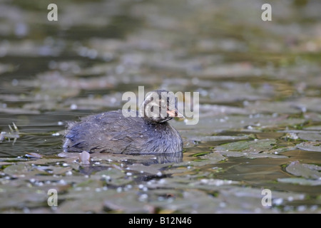 Tuffetto chick nuoto Foto Stock