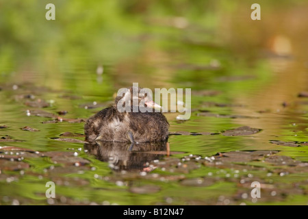 Tuffetto chick nuoto Foto Stock