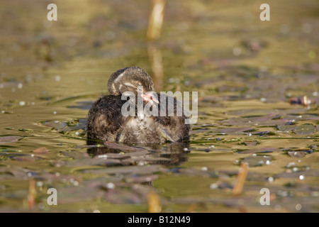 Tuffetto chick nuoto Foto Stock