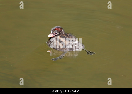 Tuffetto chick nuoto Foto Stock