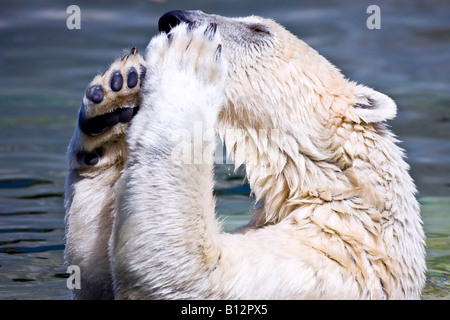 Orso polare lavando i piedi Foto Stock