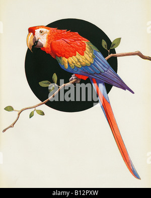 Parrot sul ramo Il titolo dice tutto di questo 1920s illustrazione Foto Stock