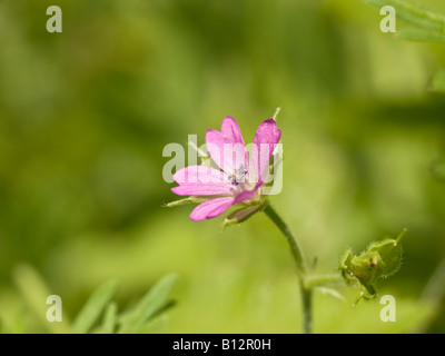 Tagliare lasciato gru Bill Geranium dissectum (Geraniaceae) Foto Stock