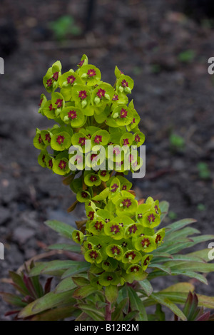 Singola pianta di euphorbia x martini Foto Stock