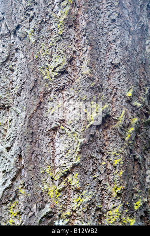 Douglas Fir Pseudotsuga menziesii vicino di corteccia di albero maturo Perthshire Grande Albero Paese Scozia UK Europa Maggio 2008 Foto Stock