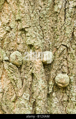 Pioppo canadese Populus x canadensis Eugenei close up di corteccia di albero che cresce in Scozia UK Foto Stock
