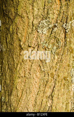 Piccolo lasciava in calce Tilia cordata di close-up di corteccia di albero maturo Perthshire Grande Albero Paese Scozia UK Foto Stock