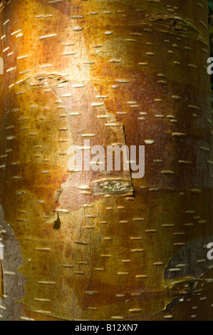 L'Himalayan Birch (Betula utilis) vicino di corteccia Perthshire Grande Albero Paese Scozia UK Europa Settembre Foto Stock