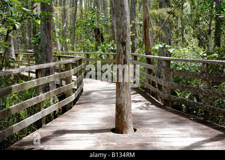 Il Boardwalk cavatappi Santuario vicino a Napoli, Florida, America del Nord Foto Stock