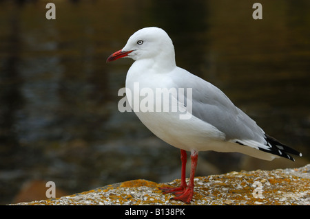 Gabbiano argento (Larus novaehollandiae) Foto Stock