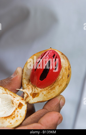 Aperto fresche noce moscata pod tenuto in mano che mostra la noce moscata seme e rosso di copertura macis Foto Stock