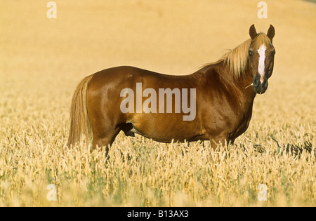 Cavalli di Razza Haflinger - in piedi nel campo di grano Foto Stock