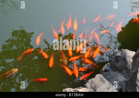 Goldfish carpe koi in stagno principale all' Yuyuan Gardens Shanghai in Cina Foto Stock