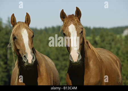 Due giovani cavalli arabi - Ritratto Foto Stock