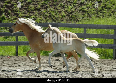 Haflinger con puledro - trotto su sabbia Foto Stock