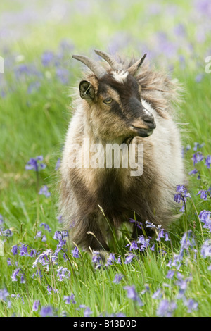 Wild capre selvatiche di mangiare la molla bluebells nella capra selvatica park Galloway Forest Park Scotland Regno Unito Foto Stock