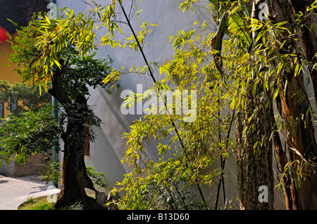 Quiet area giardino in miniatura con alberi di bonsai di bambù e nei giardini del Tempio del Buddha di Giada Cinese di Shanghai Foto Stock