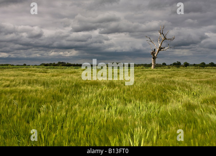 Albero morto e campo di orzo ondeggianti nel vento durante una tempesta che passa nella campagna di Norfolk Foto Stock