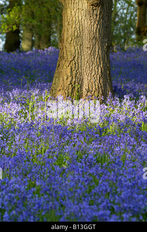 Wild Bluebells e tronco di albero nella campagna di Norfolk Foto Stock