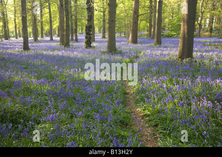 Wild Bluebells e tronchi di alberi nella campagna di Norfolk Foto Stock