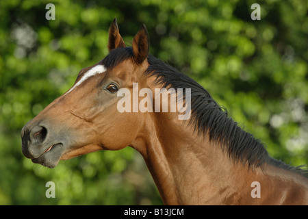 Cavallo purosangue - Ritratto Foto Stock