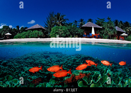 Pesci Rossi e Isola Priacanthus hamrur composizione digitale Foto Stock