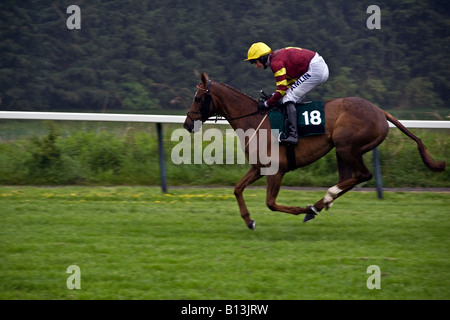 Cavallo e fantino in fase di riscaldamento prima della Gold Cup siepi a Scone Palace Park Racecourse Perth, Regno Unito Foto Stock