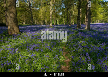 Wild Bluebells e tronchi di alberi nella campagna di Norfolk Foto Stock