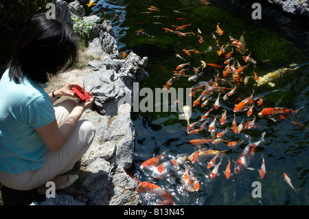 Alimentazione donna Carpe Koi, Xi'an, Cina Foto Stock