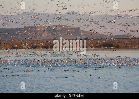 Le oche delle nevi, Salton Sea, Pacific Flyway migrazione, California Foto Stock