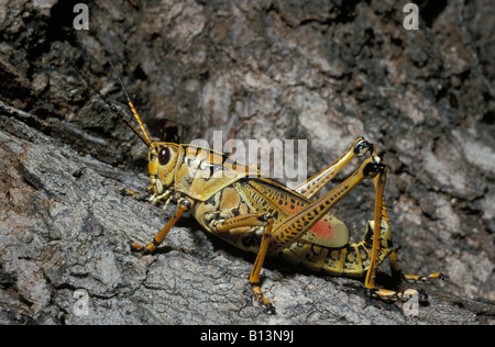 Criquet sp grasshopper cavallette sono insetti erbivori del sottordine Caelifera nell'ordine Orthoptera per distinguere la Foto Stock