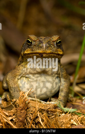 La canna da zucchero toad guardando e in attesa Foto Stock