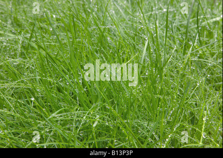 Fresco di erba verde coperto di goccioline di acqua buon dettaglio Foto Stock