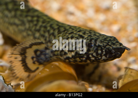 Polypterus ornatipinnis Ornate Bichir, Africa pesci di acqua dolce, fossile vivente Foto Stock