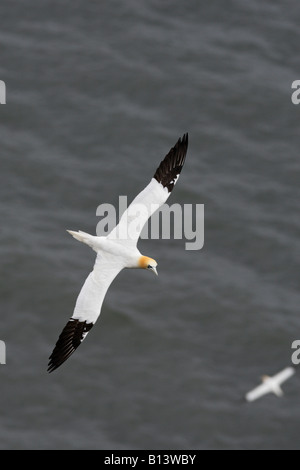 Gannett Morus bassanus in volo Bempton clifs Yorkshire Foto Stock
