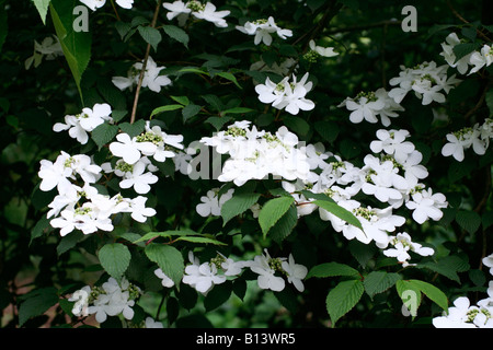 VIBURNUM PLICATUM TOMENTOSUM BELLEZZA ROSA AGM Fiori Bianco aperto e età a tinte rosate Foto Stock