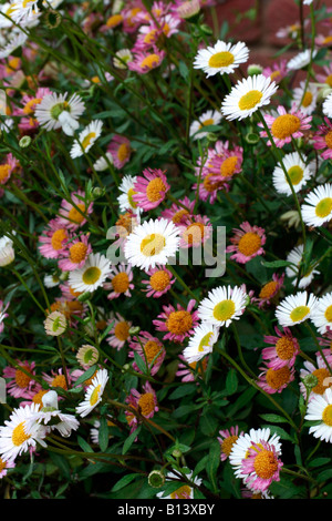 ERIGERON KARVINSKIANUS AGM SYN ERIGERON MUCRONATUS Foto Stock