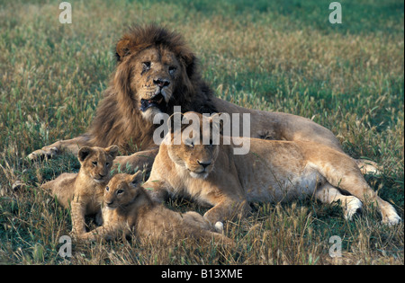 I Lions cub con la famiglia in background Panthera leo Africa Africa animali animali neonati sfondo bambino carnivora carnivoro carniv Foto Stock