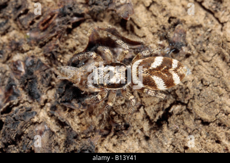 Zebra jumping spider Salticus scenicus sul log Potton Bedfordshire Foto Stock