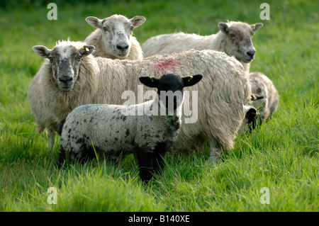 A nord di Inghilterra mulo pecora pecora con blackface croce agnello su erba buona Foto Stock