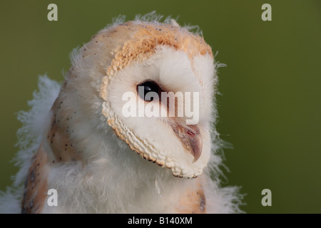 Giovani barbagianni Tyto alba close up della faccia Potton Bedfordshire Foto Stock