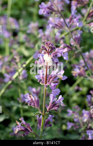 Il cuculo SPIT PHILAENUS SPUMARIUS SU NEPETA SIX HILLS GIANT Foto Stock