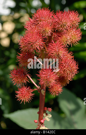 Olio di ricino pianta Ricinus communis seedpods rosso Foto Stock