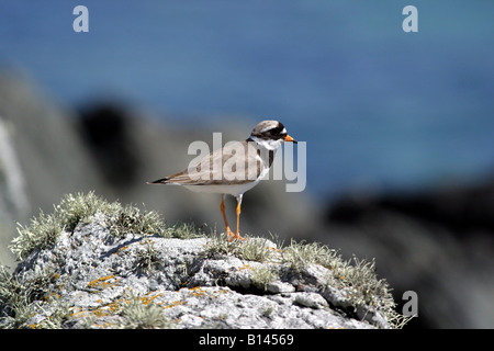 Di inanellare Plover Charadrius Hiaticula su una roccia Foto Stock