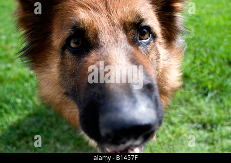 Close up ritratto di un pastore tedesco cane Foto Stock