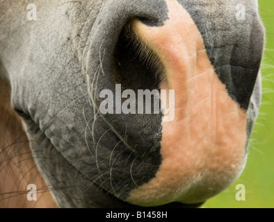 Close-up del naso del cavallo,Essex, Inghilterra, Regno Unito Foto Stock