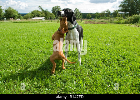 Foto di stock di un Vizsla ungherese giocando con un vecchio puntatore inglese cane in giardino Foto Stock