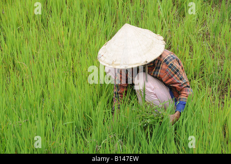 Il vietnamita donna che indossa il tradizionale conica di cappello di paglia che lavora in un campo di risone Altipiani Centrali del Vietnam Foto Stock