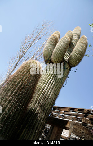 Cactus a Pioneertown, abbandonato western film impostato nella Coachella Valley, California USA. Foto Stock